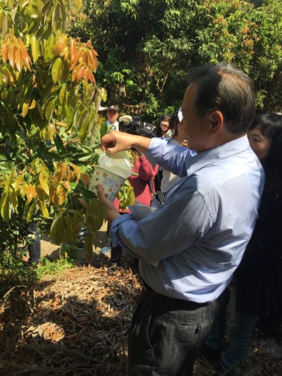 平腹小蜂防治荔枝椿象　中市教學觀摩